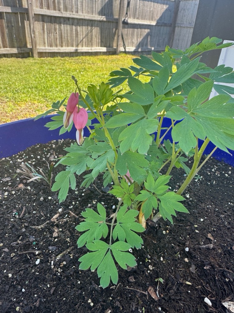 bleeding heart