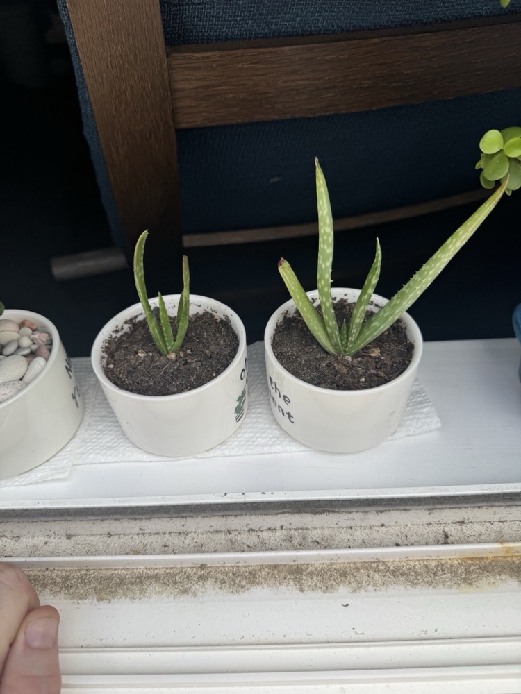 jenny's aloes 1