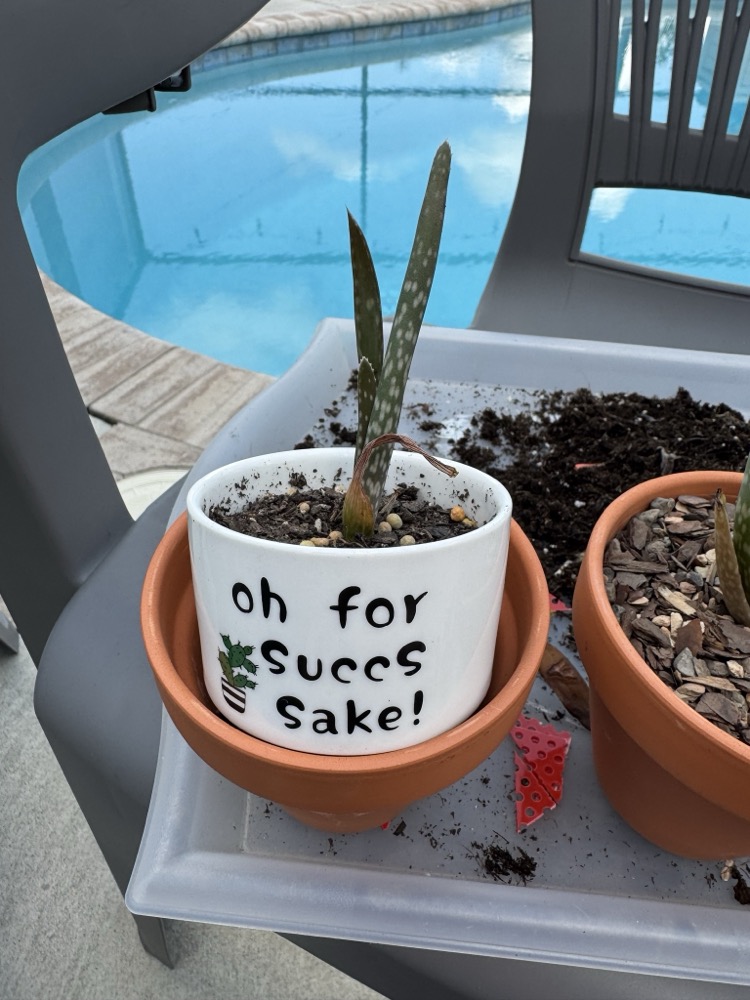 jenny's aloes 4