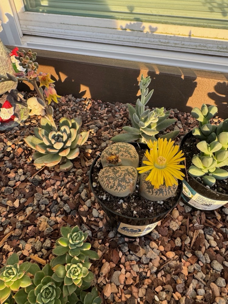 lithops 2