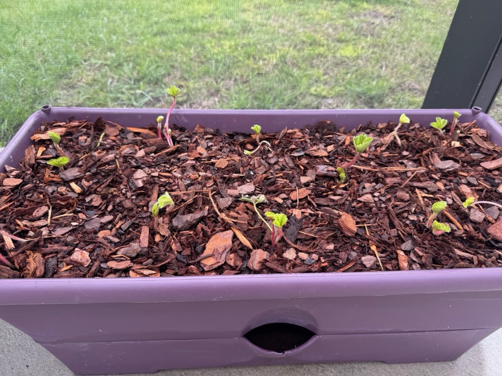 strawberries 1