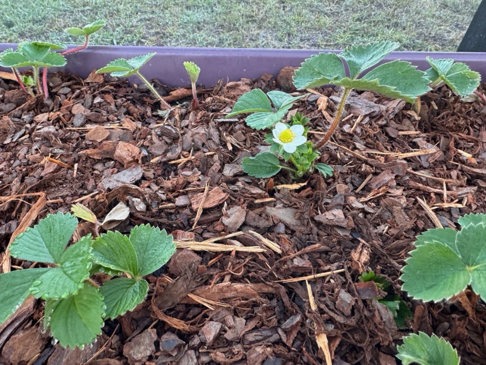 strawberries 4